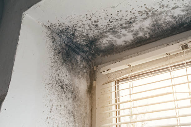 Affordable Commercial Mold Remediation solutions in Walkersville, MD